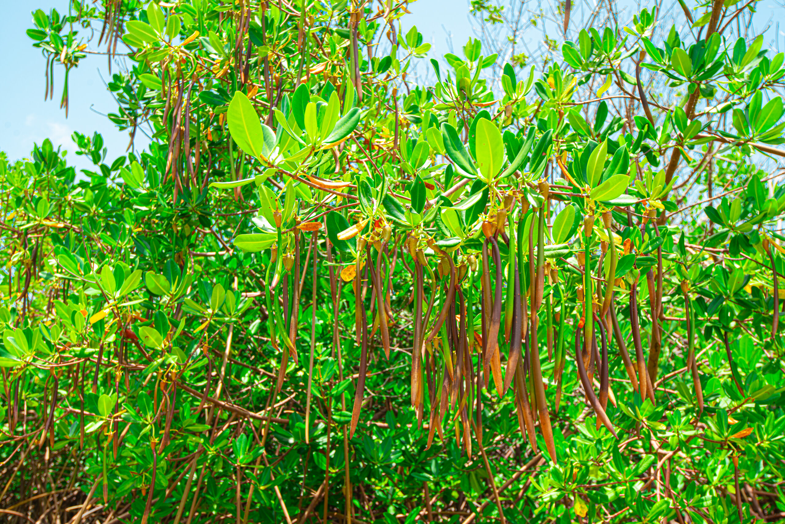 motorized clear kayak tour Turks and Caicos turquoise mangrove water