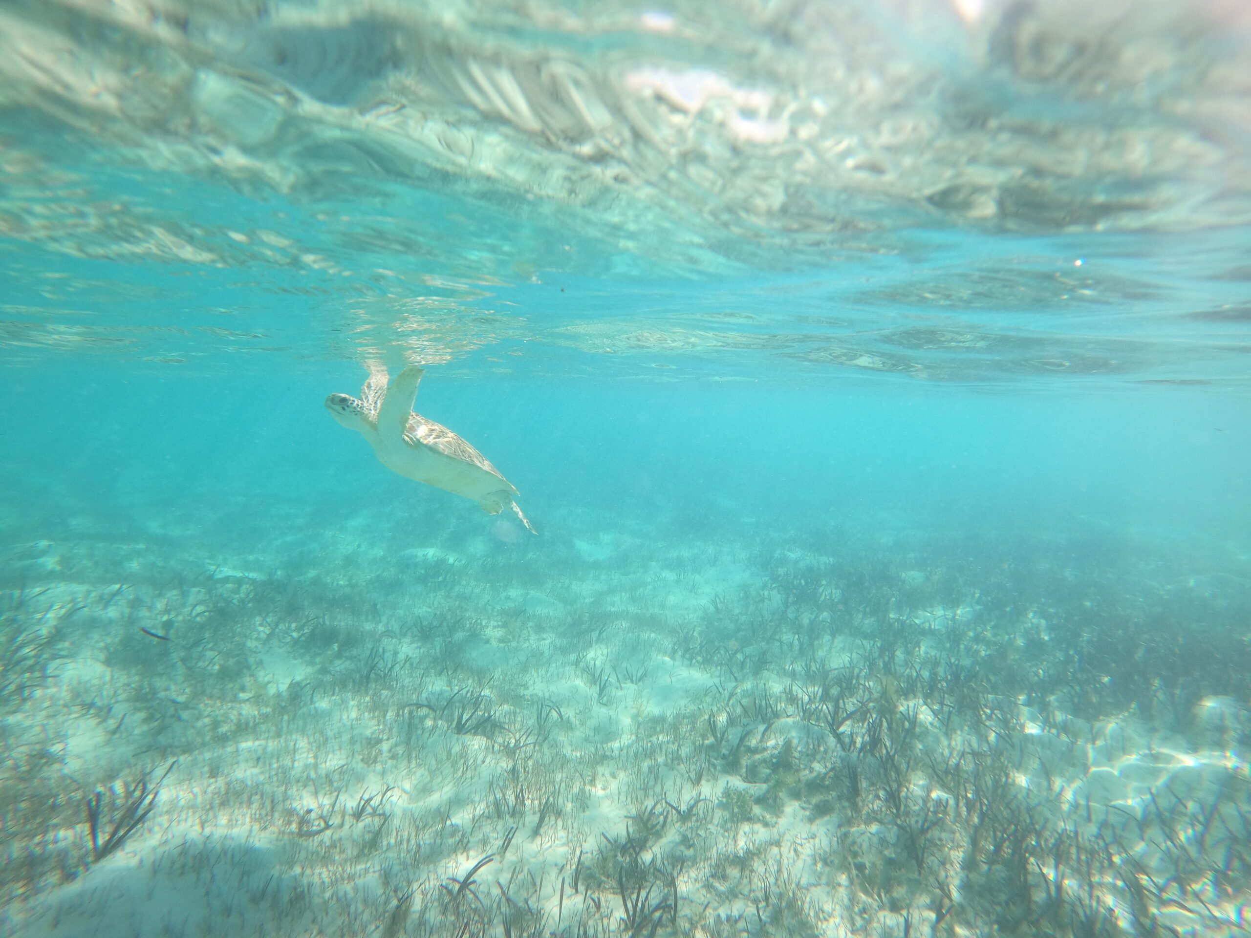 what to bring on Turks and Caicos water tour guide