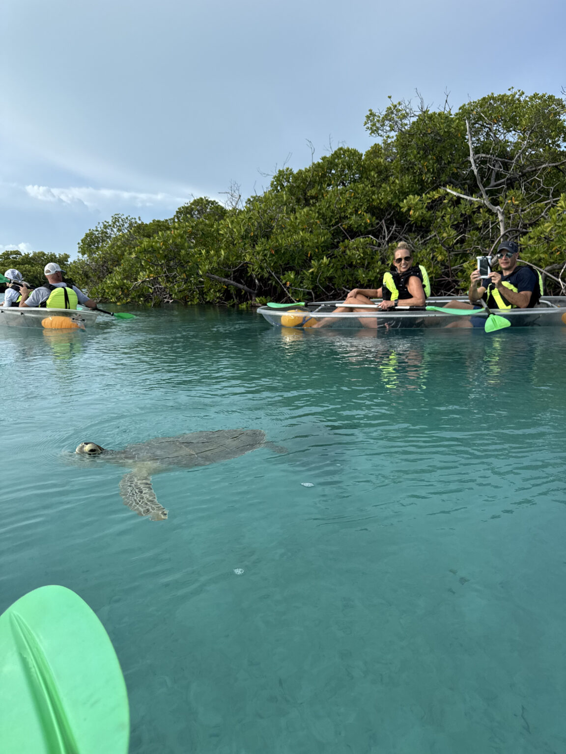 Guests on a guided clear kayak mangrove tour in Turks and Caicos