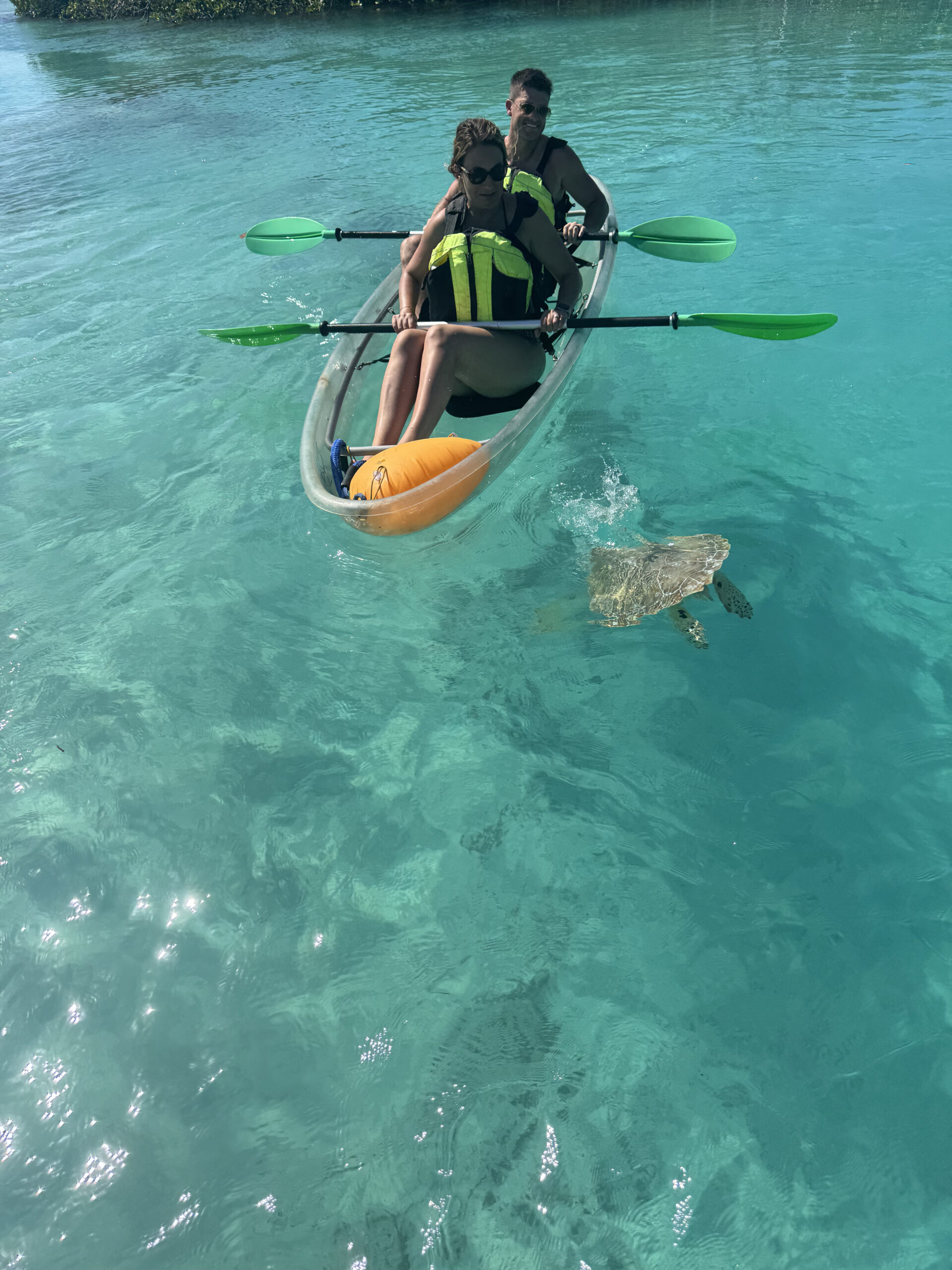 Sea turtle swimming beside clear kayak tour guests