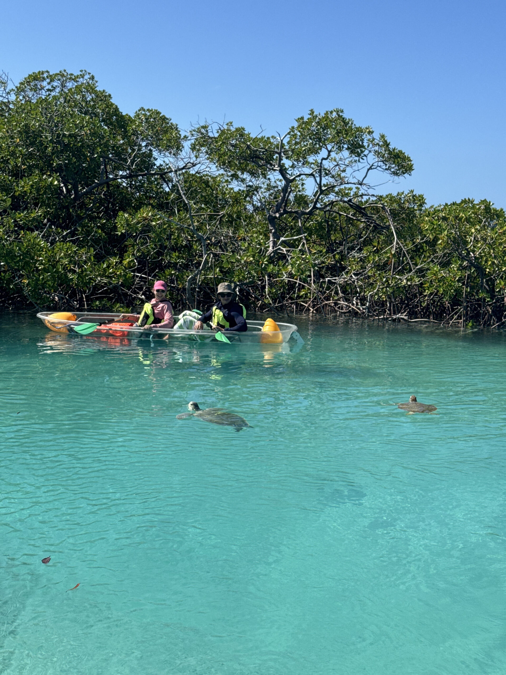 Clear kayak mangrove tour alternative to rentals Turks and Caicos